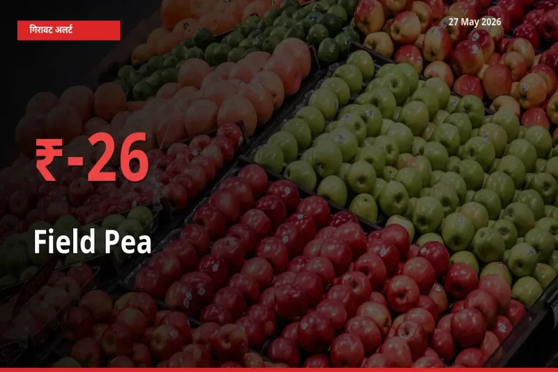 आज का मंडी भाव: मटर (साबुत) के दाम मंडी में 25.86% नीचे