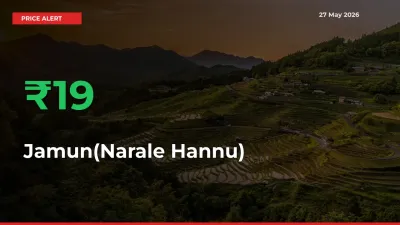 Big Rally! Jamun(Narale Hannu) Climbs 18.54% in 24 Hours at Top Mandis