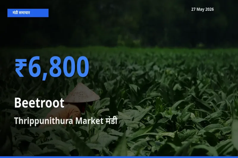 27 May अपडेट: चुकंदर के सबसे ऊँचे दाम Thrippunithura Market मंडी में