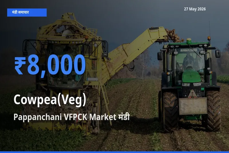 किसानों की पसंद बना Pappanchani VFPCK Market, लोबिया फली के सबसे अच्छे दाम