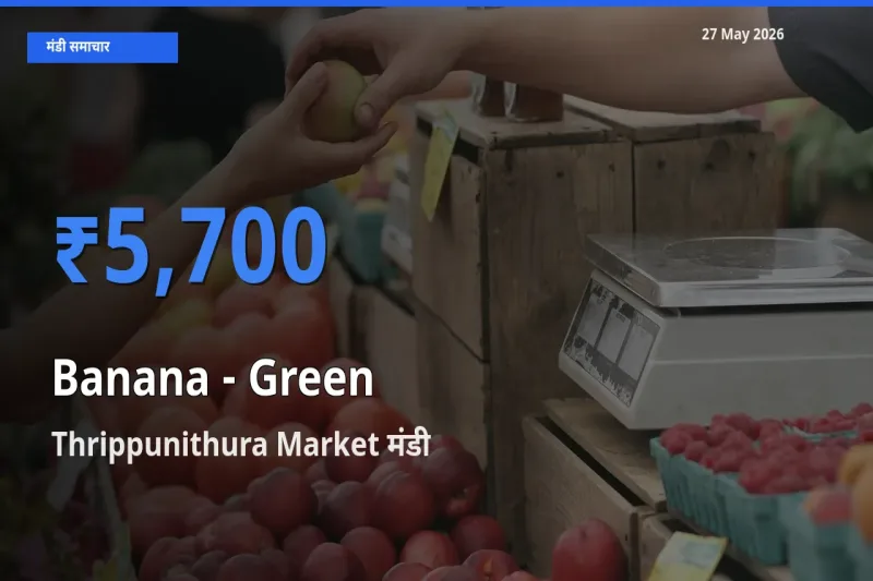 टॉप मंडी बना Thrippunithura Market! केला - हरा के सबसे ऊँचे दाम यहीं दर्ज