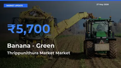 Thrippunithura Market Offers ₹5,700 – Highest Banana - Green Rate Today