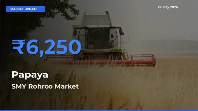 SMY Rohroo Records Highest ₹6,250 Rate for Papaya