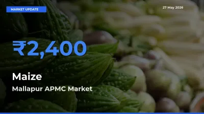 Mallapur APMC Offers ₹2,400 – Highest Maize Rate Today