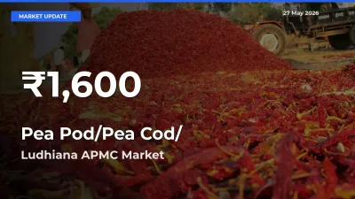 Pea Pod/Pea Cod/हरी मटर Hits 30-Day Low in Ludhiana APMC