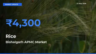 Market Watch: Bishalgarh APMC Becomes Top Mandi for Rice