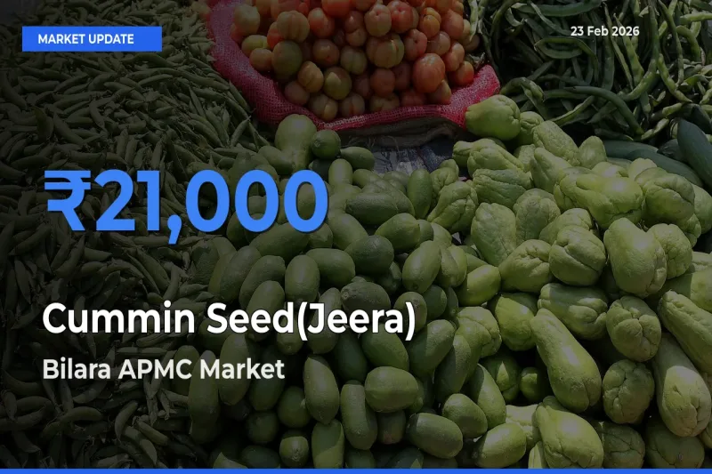 Market Watch: Bilara APMC Becomes Top Mandi for Cummin Seed(Jeera)