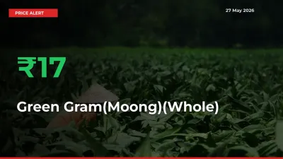 Green Gram(Moong)(Whole) Prices Rise 16.53% in a Day at Major Mandis
