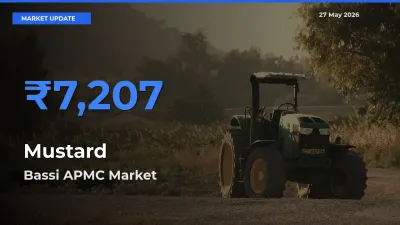 Bassi APMC Tops Mustard Rates – May 27 Market Update