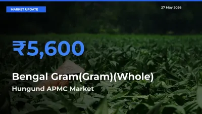 Market Watch: Hungund APMC Becomes Top Mandi for Bengal Gram(Gram)(Whole)