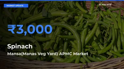 Market Watch: Mansa(Manas Veg Yard) APMC Becomes Top Mandi for Spinach