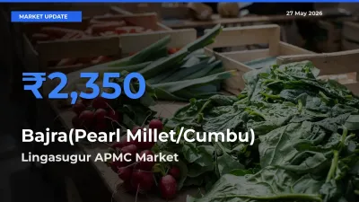 Lingasugur APMC Emerges as Top Mandi for Bajra(Pearl Millet/Cumbu) Prices Today
