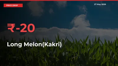 Sudden Shock! Long Melon(Kakri) Drops 19.65% in 24 Hours at Top Mandis