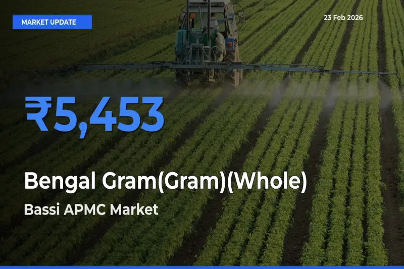 Bassi APMC Emerges as Top Mandi for Bengal Gram(Gram)(Whole) Prices Today