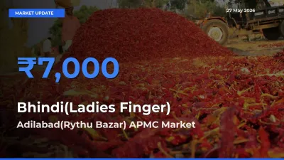 Market Watch: Adilabad(Rythu Bazar) APMC Becomes Top Mandi for Bhindi(Ladies Finger)