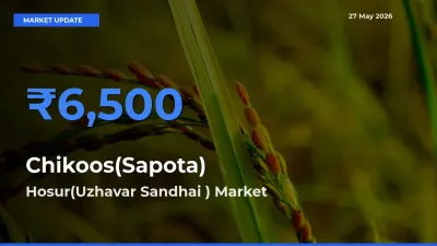 Hosur(Uzhavar Sandhai ) Offers ₹6,500 – Highest Chikoos(Sapota) Rate Today