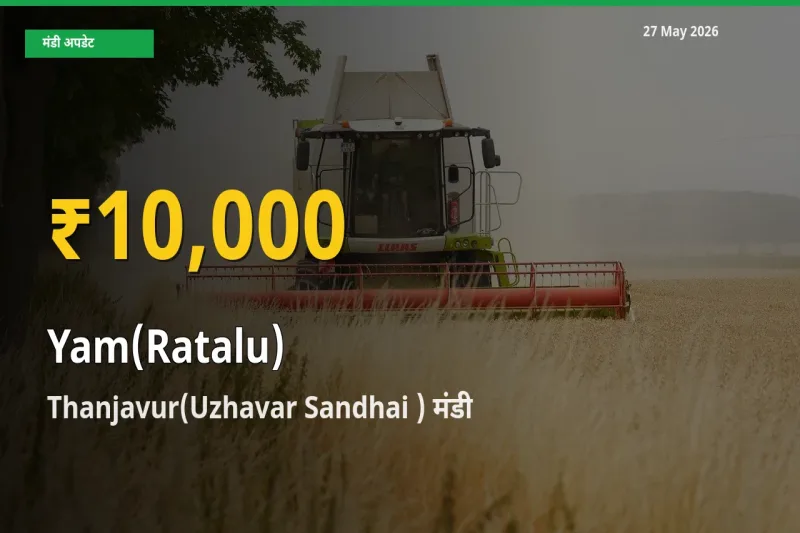 रतालू (रतलू) के भावों में जबरदस्त उछाल, Thanjavur(Uzhavar Sandhai ) में नया उच्च स्तर