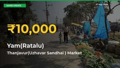 Yam(Ratalu) Hits Fresh High in Thanjavur(Uzhavar Sandhai ) Today