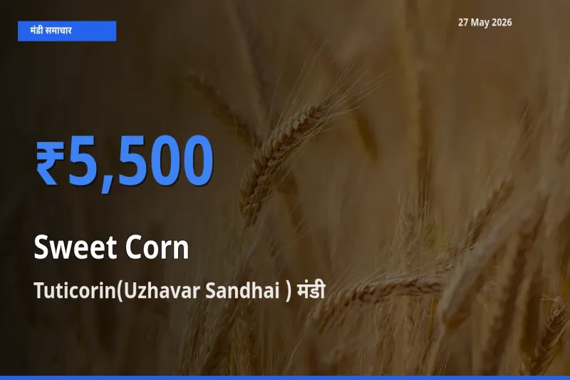 Tuticorin(Uzhavar Sandhai ) मंडी में स्वीट कॉर्न ₹5,500 पर पहुँचा – आज का सर्वोच्च भाव