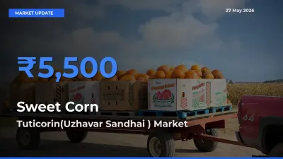 Tuticorin(Uzhavar Sandhai ) Leads as Top Mandi for Sweet Corn  Prices