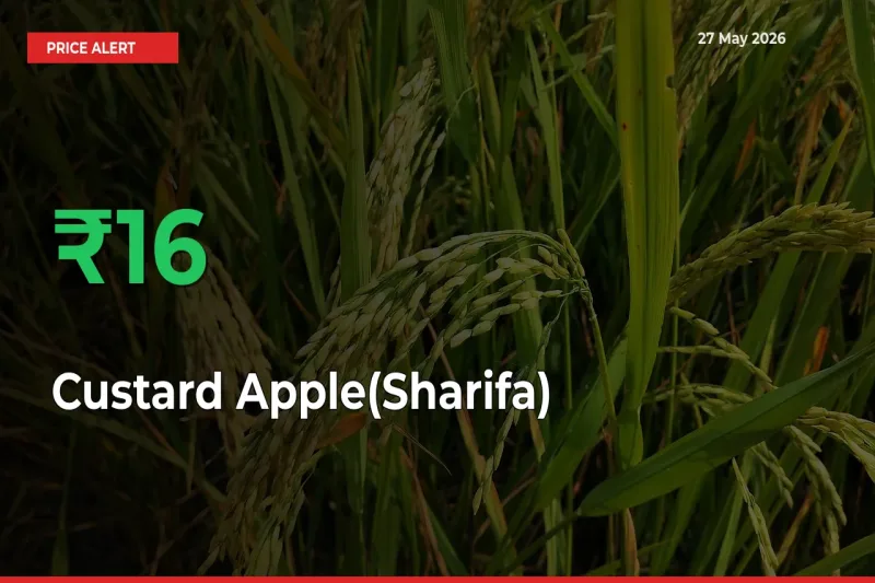 This Mandi Records 15.56% Jump in Custard Apple(Sharifa) Prices