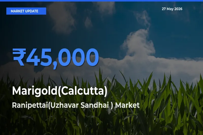 Farmers Prefer Ranipettai(Uzhavar Sandhai ) as Marigold(Calcutta) Hits Highest Rate