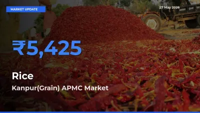 Kanpur(Grain) APMC Tops Rice Mandi Rates Today