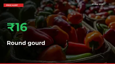 Why Round gourd Prices Rose 16.46% in a Day at Mandis