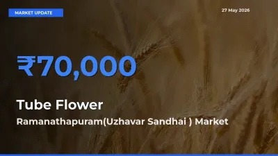 Ramanathapuram(Uzhavar Sandhai ) Emerges as Top Mandi for Tube Flower Prices Today