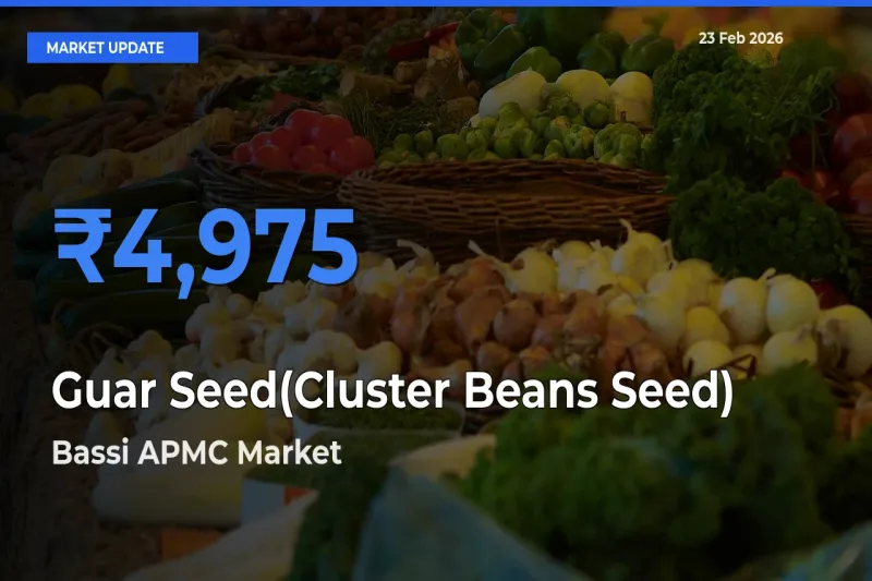 Farmers Prefer Bassi APMC as Guar Seed(Cluster Beans Seed) Hits Highest Rate