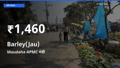जौ के दाम 30 दिनों के सबसे निचले स्तर पर, Maudaha APMC