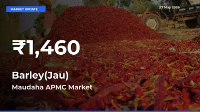 Why Barley(Jau) Prices Slumped in Maudaha APMC – 30-Day Low Today