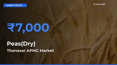 Market Watch: Thanesar APMC Becomes Top Mandi for Peas(Dry)