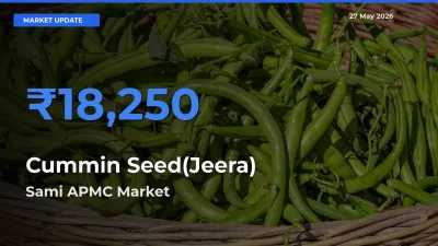 Sami APMC Tops Cummin Seed(Jeera) Rates – May 27 Market Update