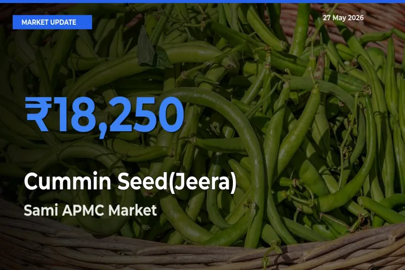 Sami APMC Tops Cummin Seed(Jeera) Rates – May 27 Market Update