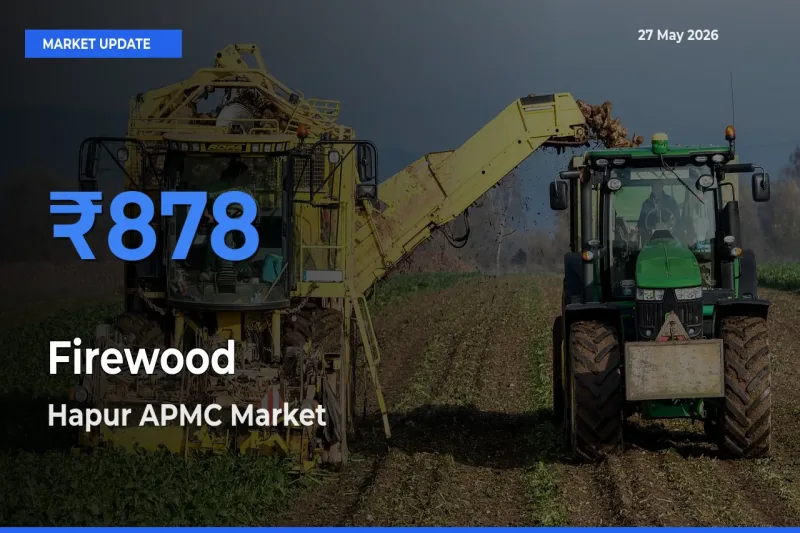 Top Performer! Hapur APMC Offers Best Firewood Price Today