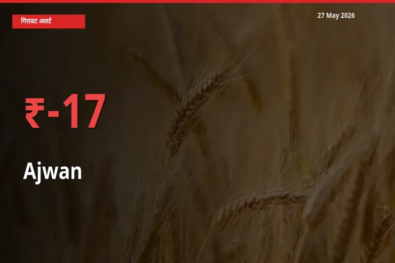 तेज़ गिरावट! मंडी में अजवाइन के दाम 17.04% लुढ़के