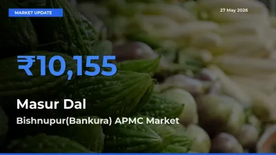 Bishnupur(Bankura) APMC Records Highest ₹10,155 Rate for Masur Dal