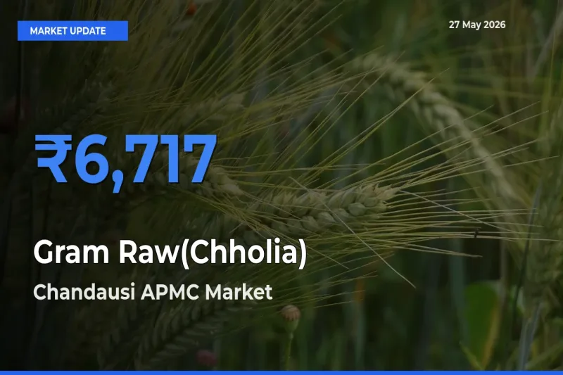 Chandausi APMC Leads as Top Mandi for Gram Raw(Chholia) Prices