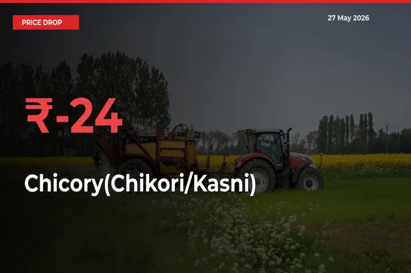 Chicory(Chikori/Kasni) Prices Drop 24.43% in 24 Hours at Major Mandis