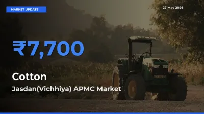 Cotton Mandi Rate Today: Jasdan(Vichhiya) APMC Tops the List