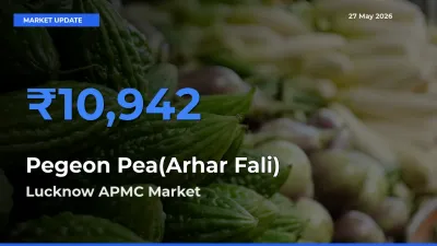 Market Watch: Lucknow APMC Becomes Top Mandi for Pegeon Pea(Arhar Fali)