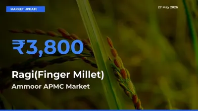 Ammoor APMC Emerges as Top Mandi for Ragi(Finger Millet) Prices Today