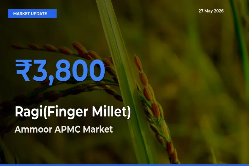 Ammoor APMC Emerges as Top Mandi for Ragi(Finger Millet) Prices Today