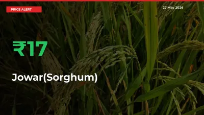 Sudden 16.5% Rally in Jowar(Sorghum) Prices Across Mandis