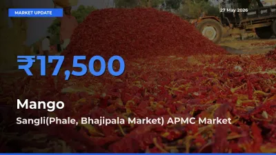 Sangli(Phale, Bhajipala Market) APMC Emerges as Top Mandi for Mango Prices Today
