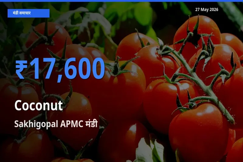 Sakhigopal APMC में नारियल का आज सबसे ऊँचा भाव