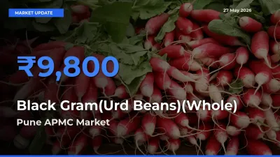 Black Gram(Urd Beans)(Whole) Mandi Rate Today: Pune APMC Tops the List