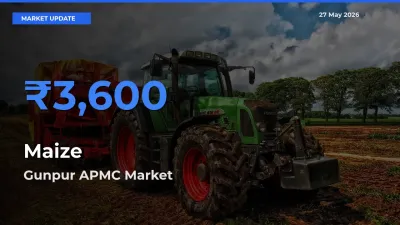 Market Watch: Gunpur APMC Becomes Top Mandi for Maize