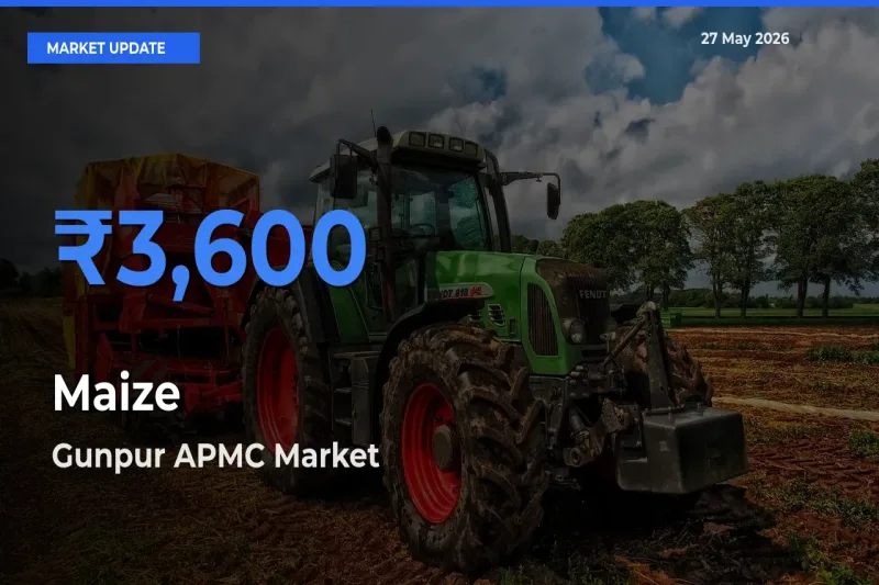 Market Watch: Gunpur APMC Becomes Top Mandi for Maize
